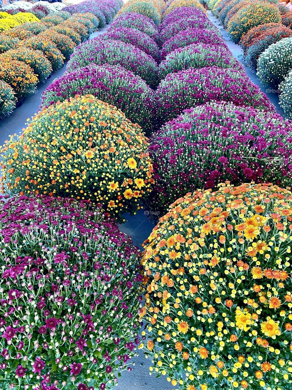 Large colorful mums in rows