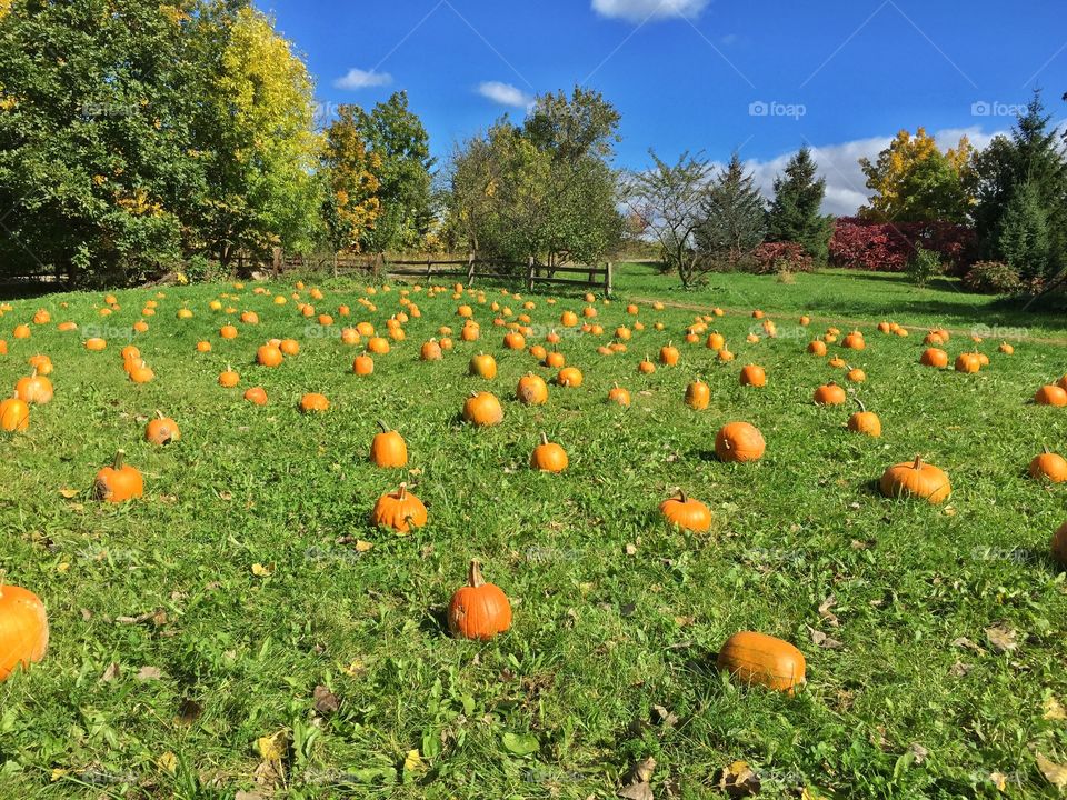 Pumpkin patch . Day at the farm trying to find the perfect pumpkin