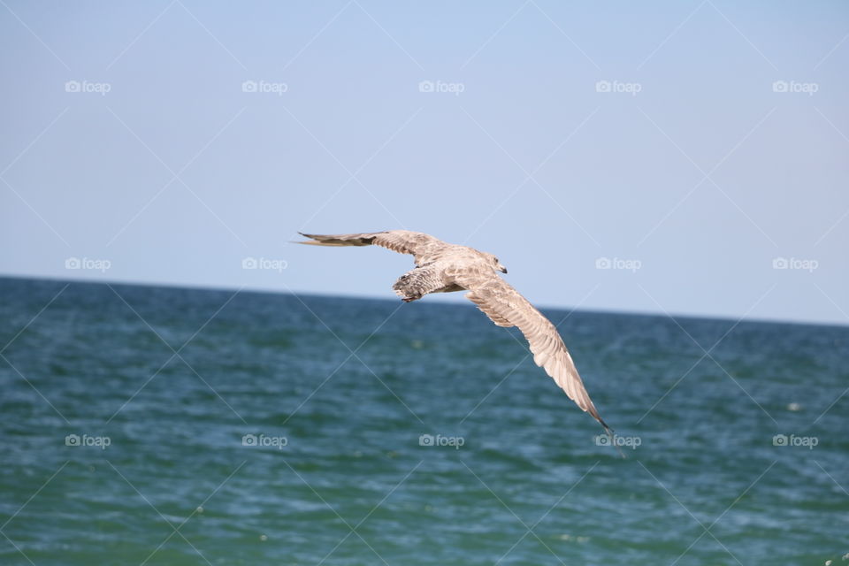 Flying Seagull