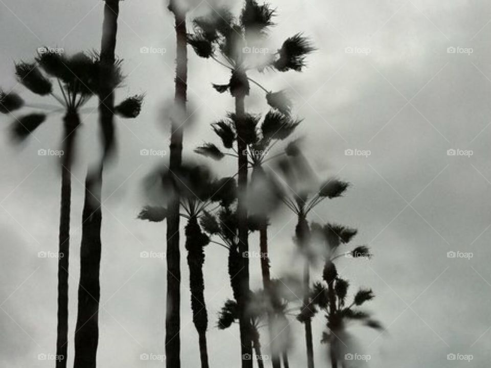 Palm trees through wet car window 