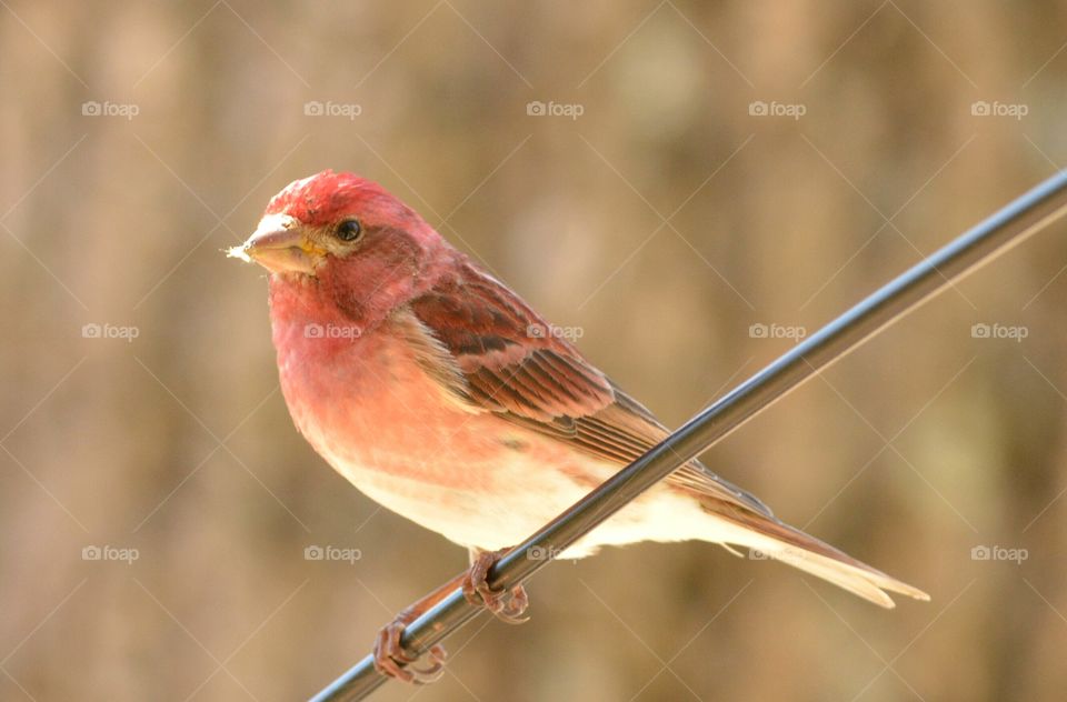 Bird perching on railing