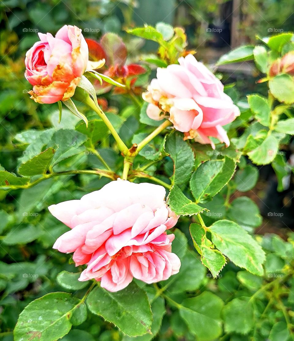 Link roses on Bush