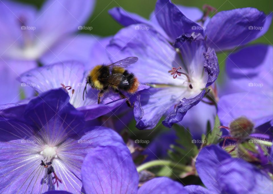 Bee and Flowers