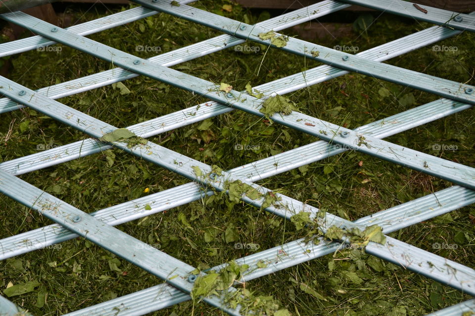 Green espalier with grass