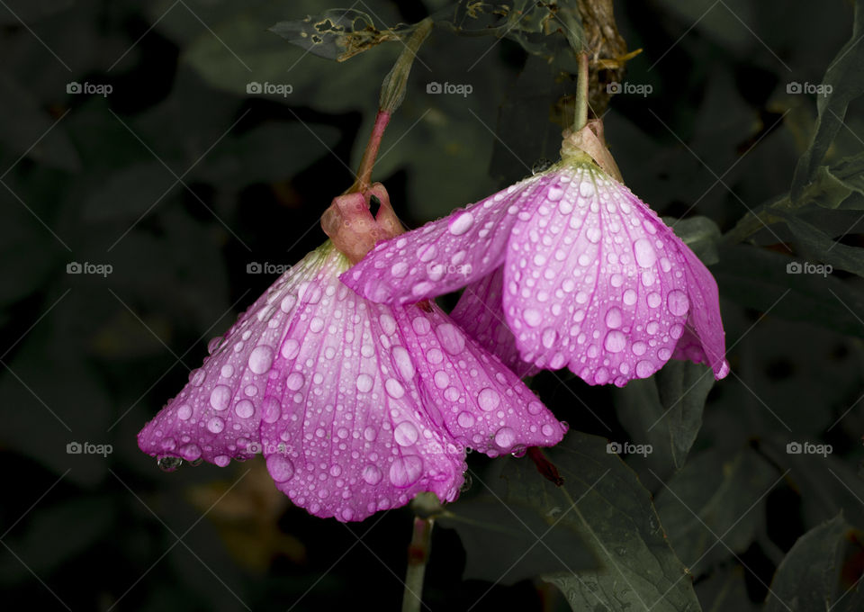 Pink flowers wet by the tlrain