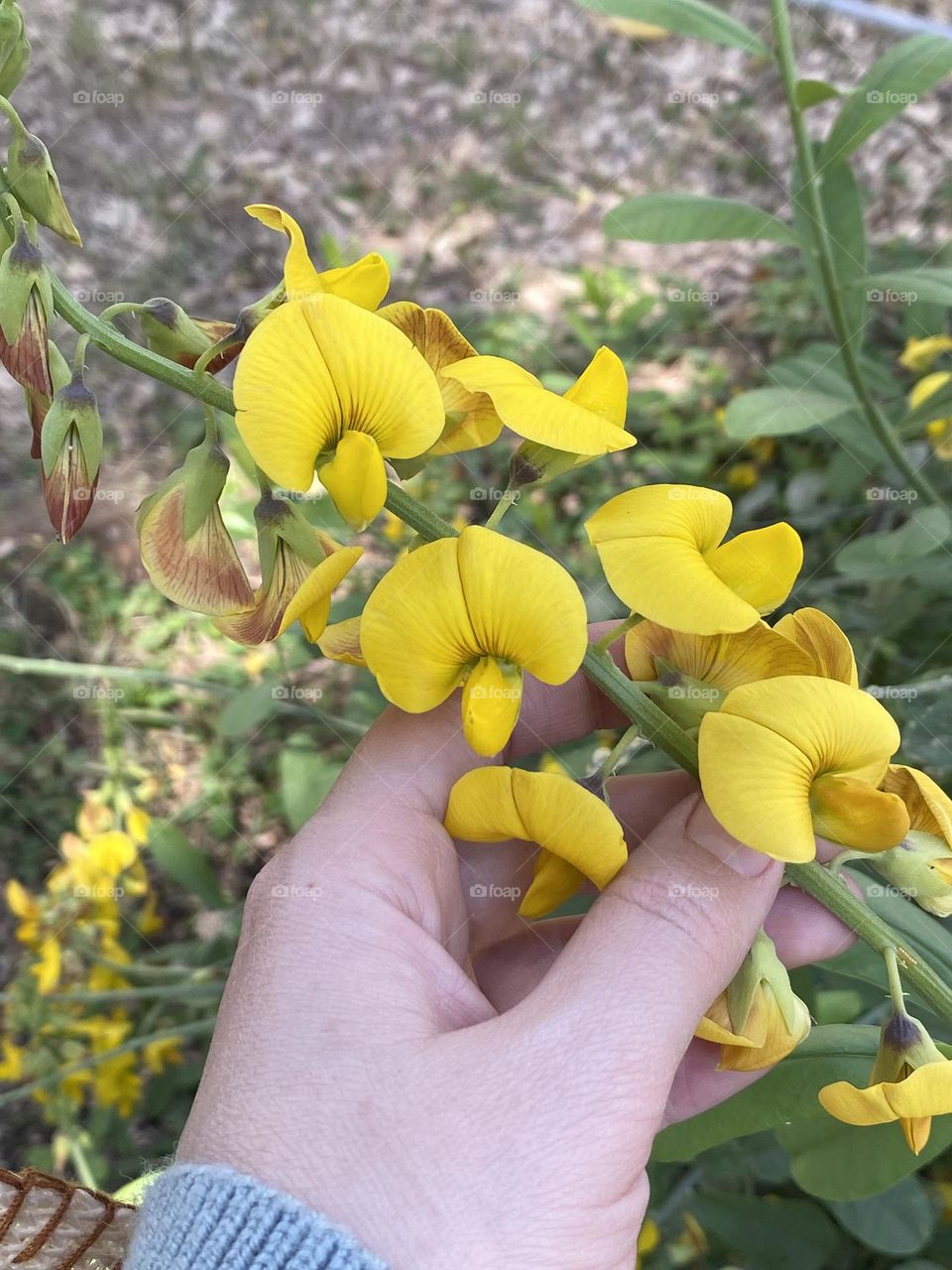 A woman’s hand is touching some yellow flowers 