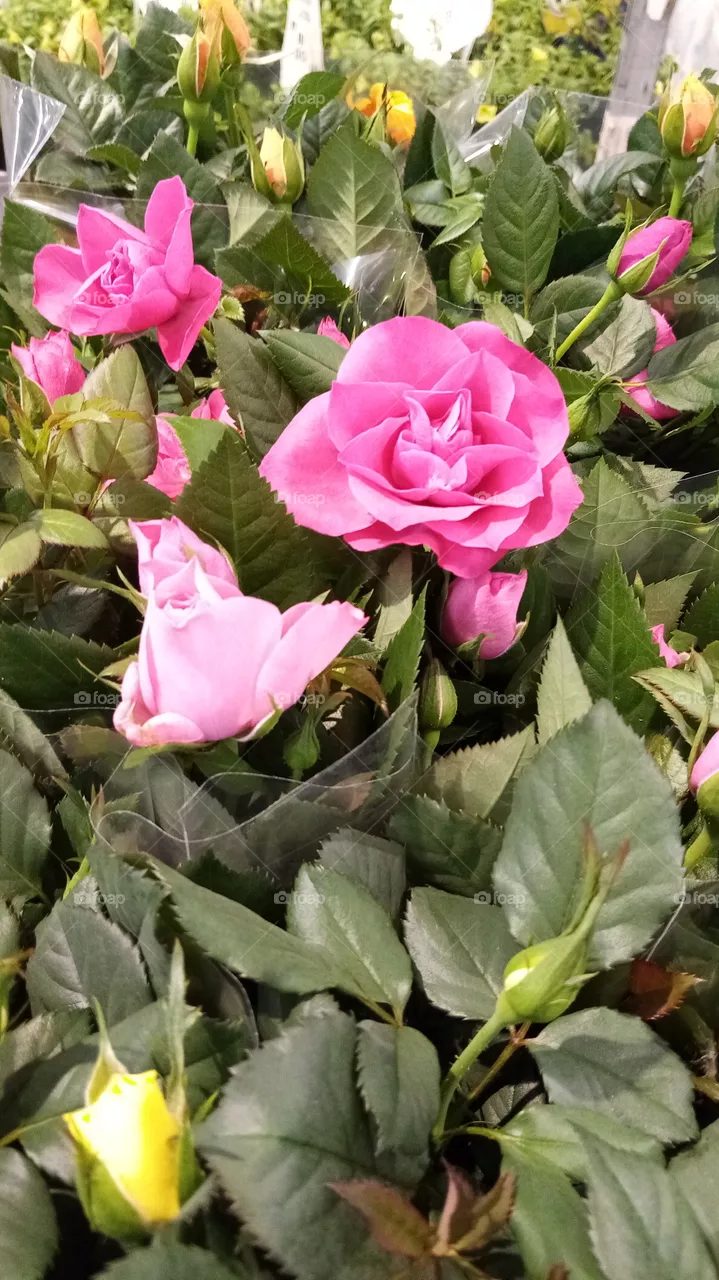 Blumen