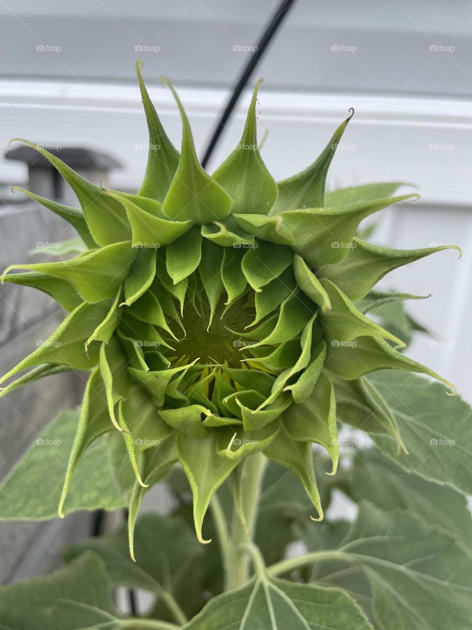 So flower bud not quite open 