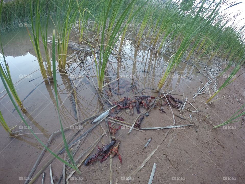 Crayfish Death