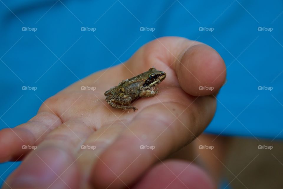 frog in hand. A baby frog held by a child's hand
