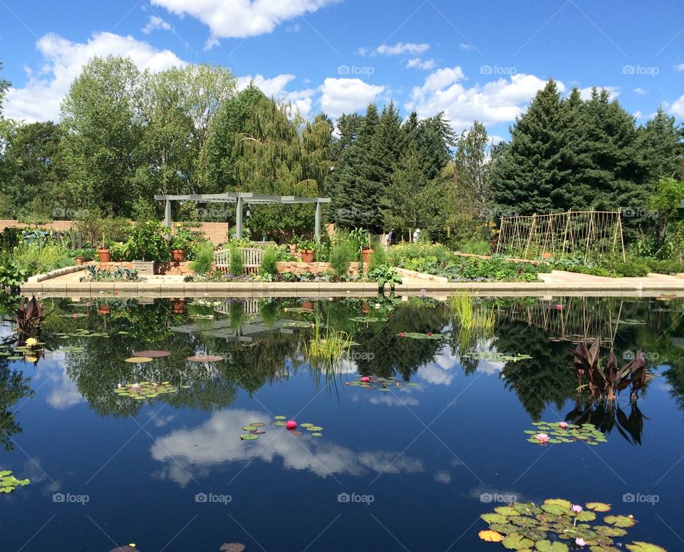 Blue sky and clouds reflections in the lily pond