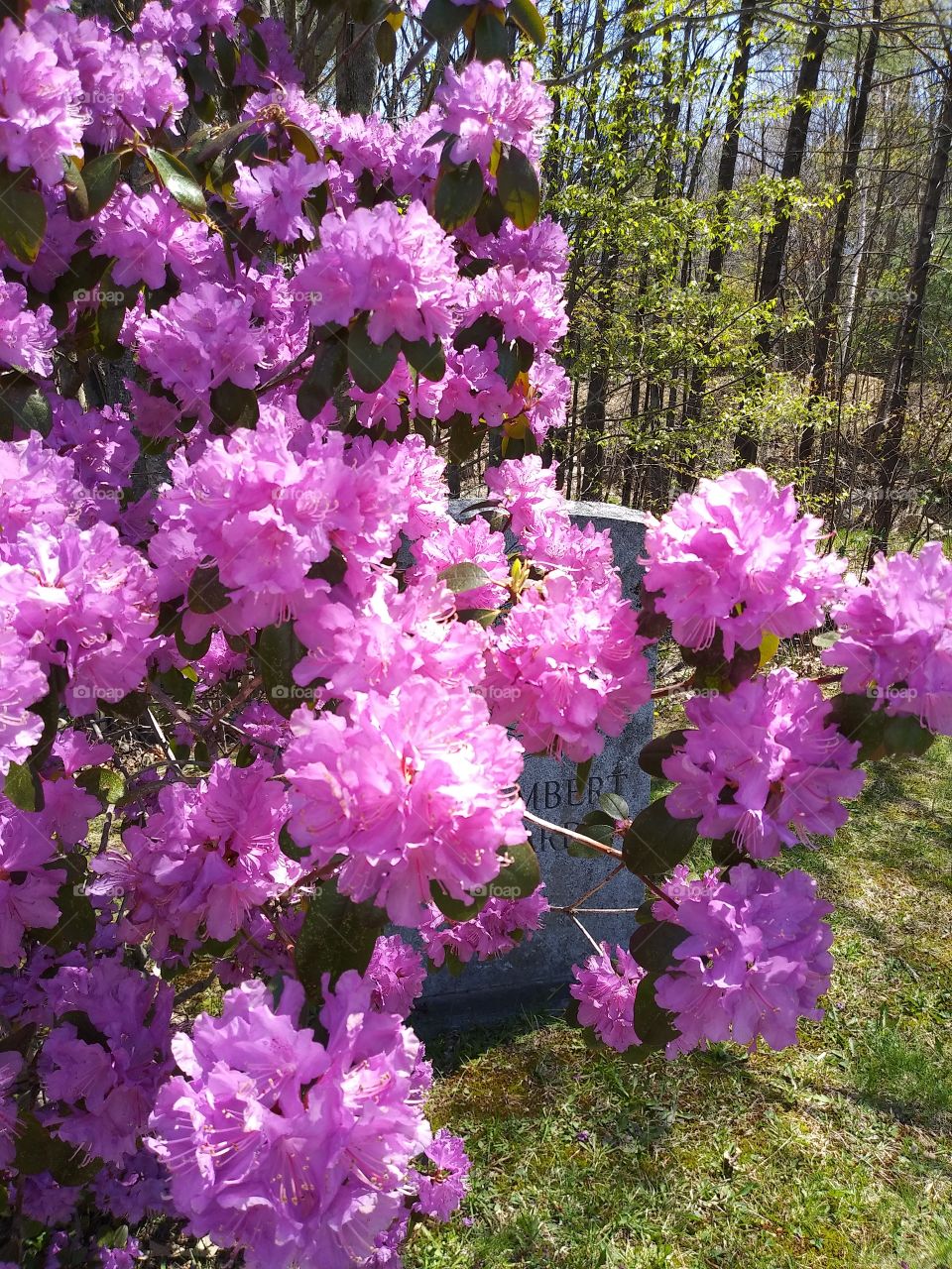 azalea in pink