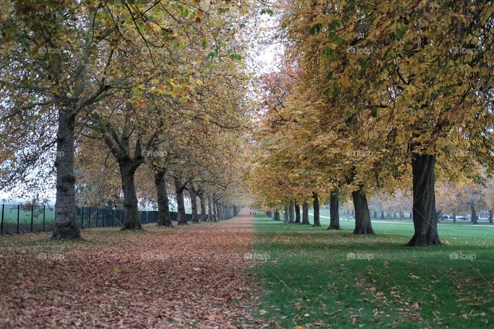 Windsor park in autumn