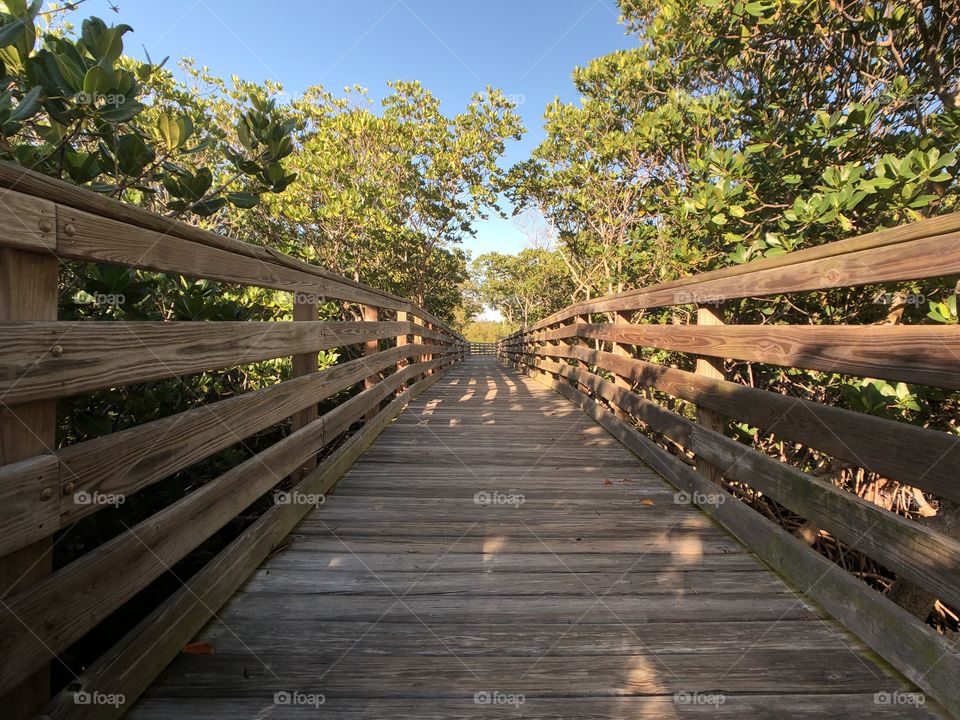 Nature trail in Florida mangroves 