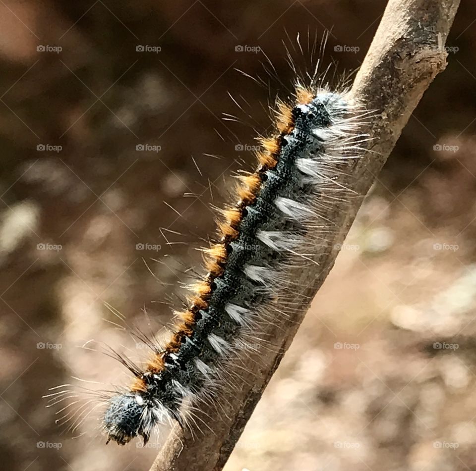 Caterpillar 