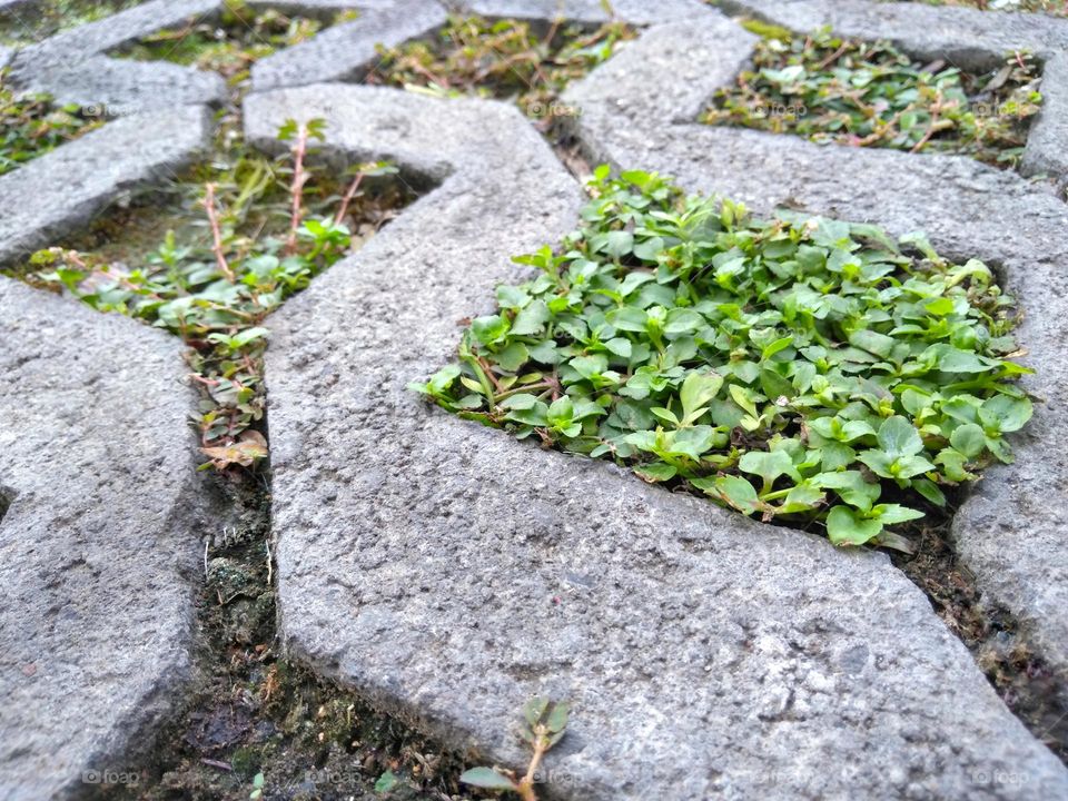 Wild plant on the park