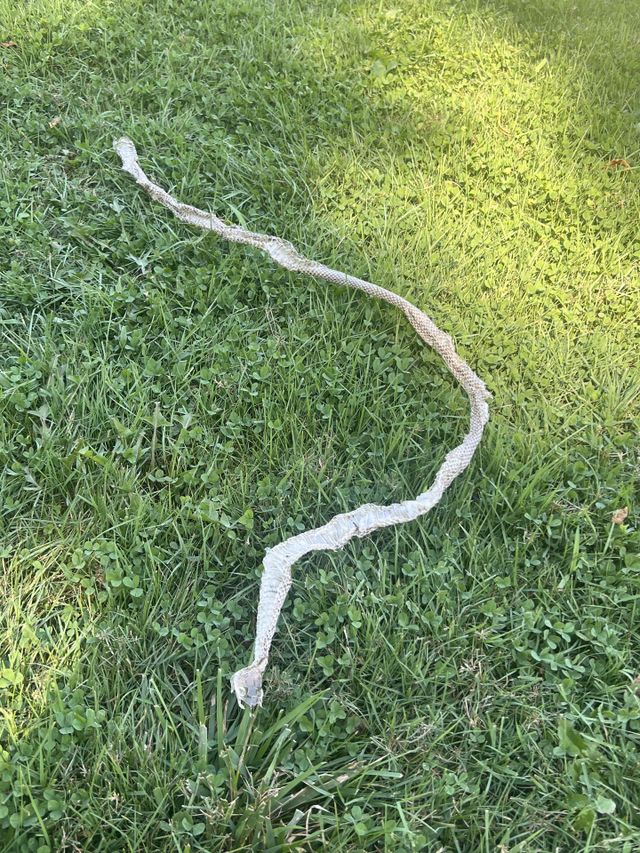 Snake skin