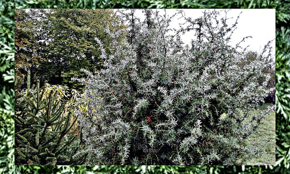 small evergreen tree