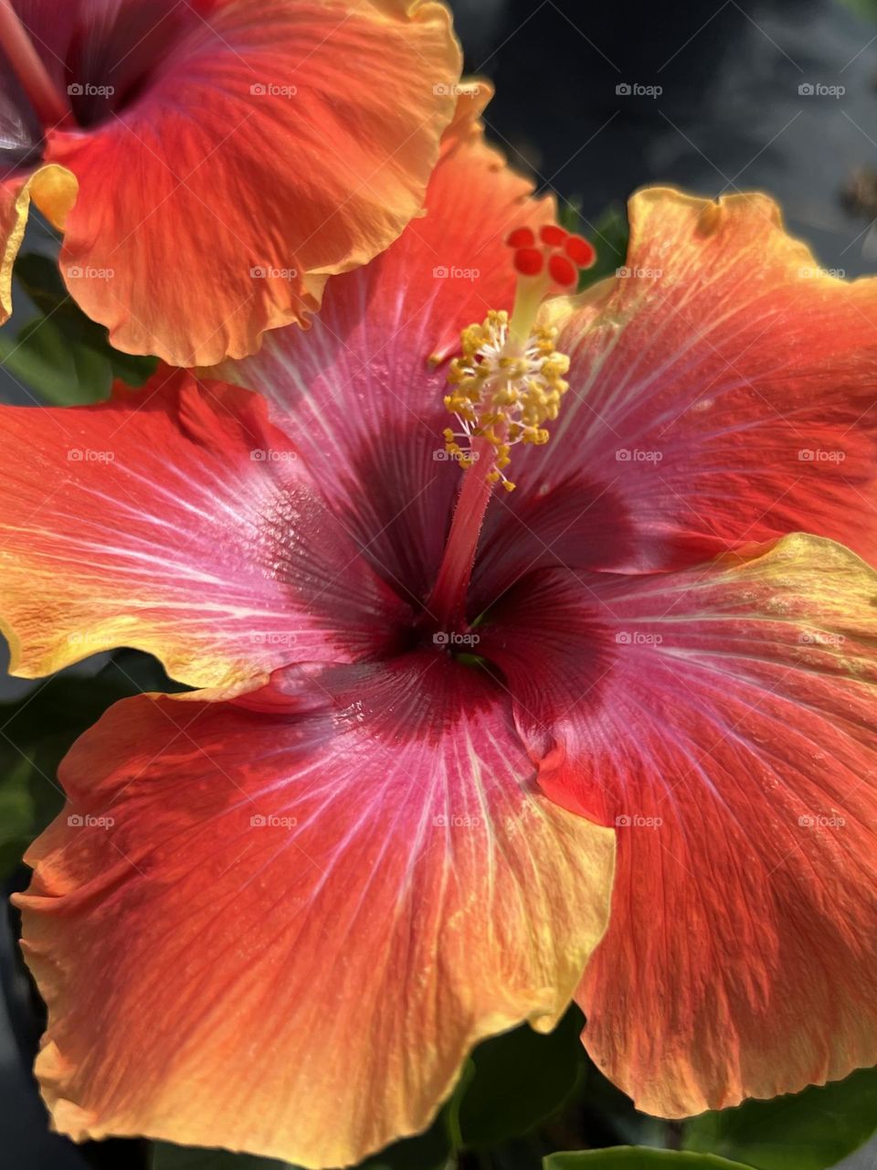 Fiesta Hibiscus 