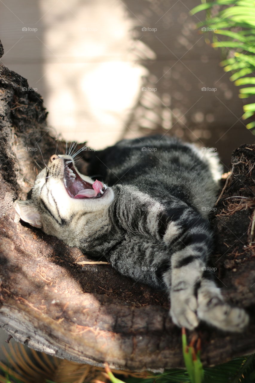 Found this silly kitty resting in a fallen tree trunk. He looks pretty relaxed and comfortable yawning all big