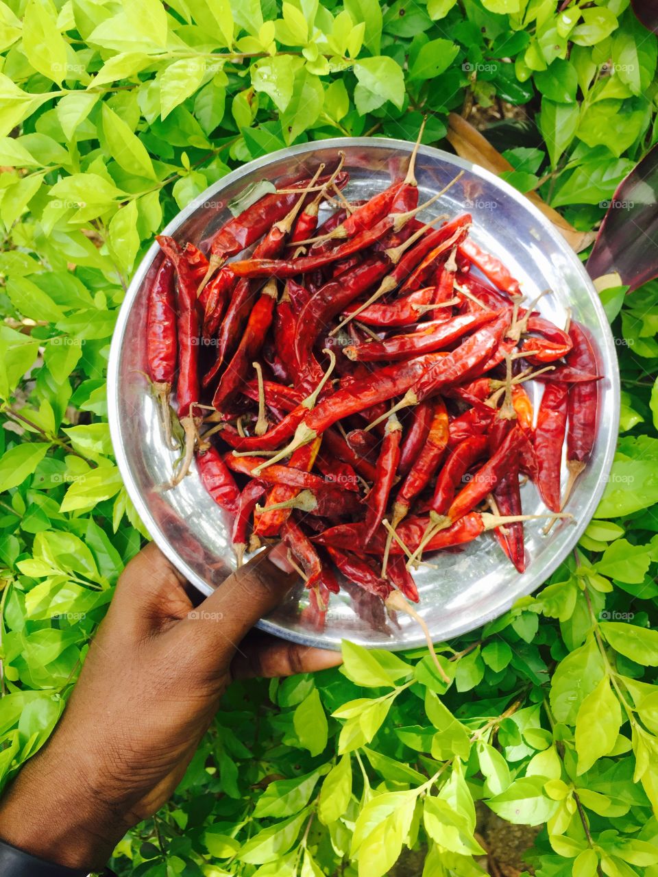 Red chilli in plate