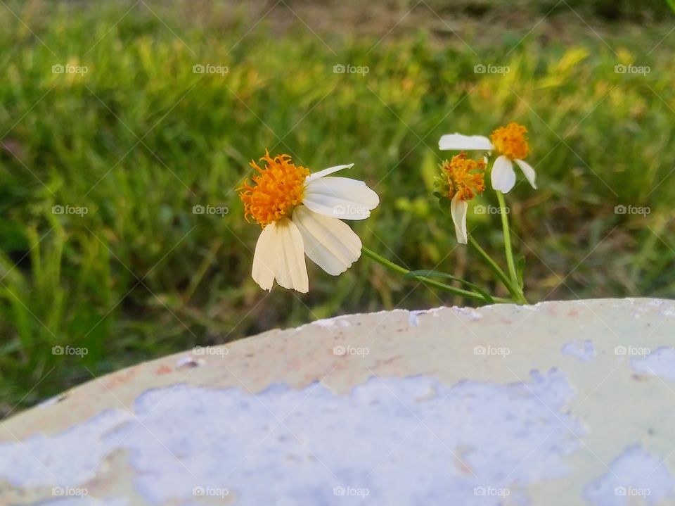 A couple of small white flowers leaning towards the setting sun.