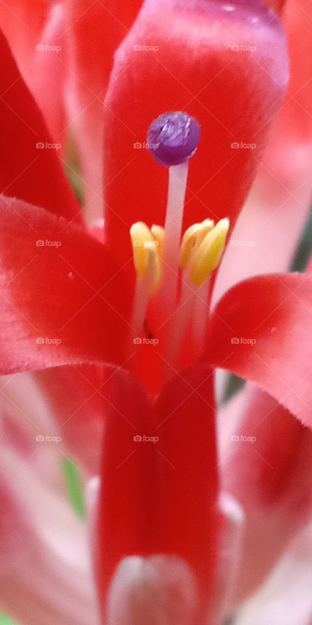 purple yellow Inna red