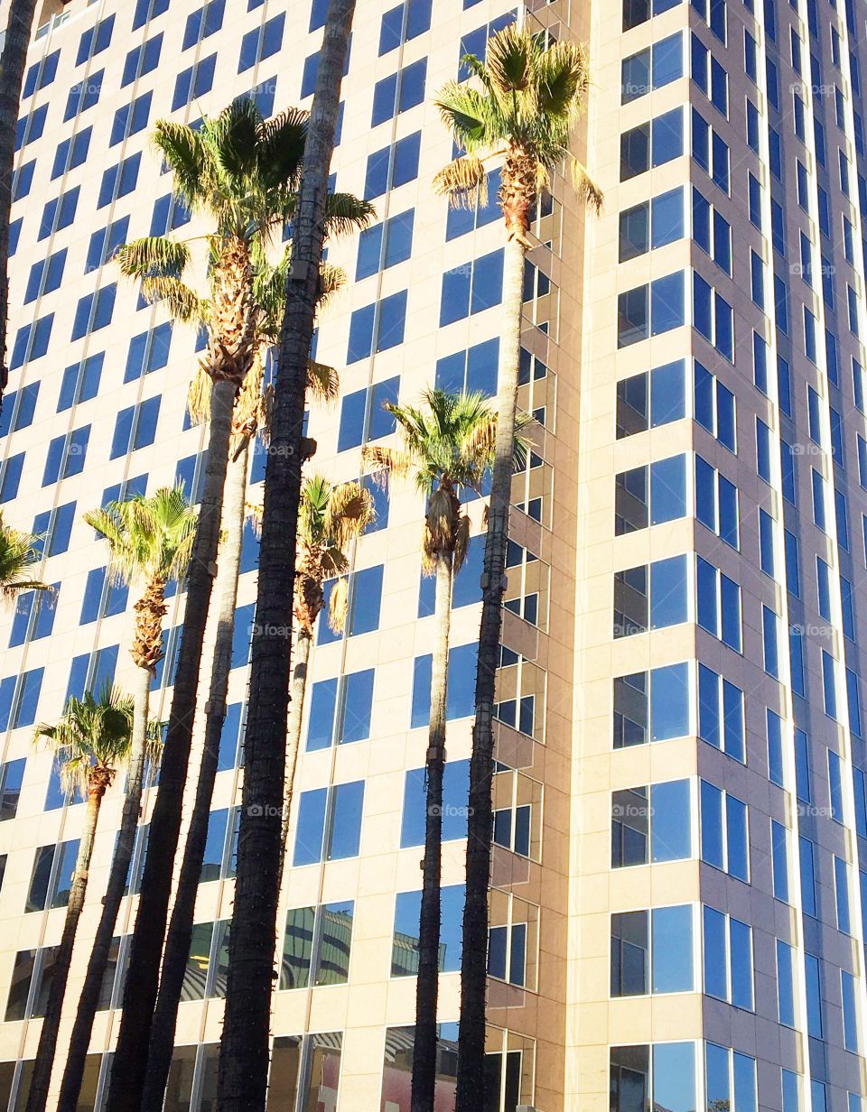 Palms building 