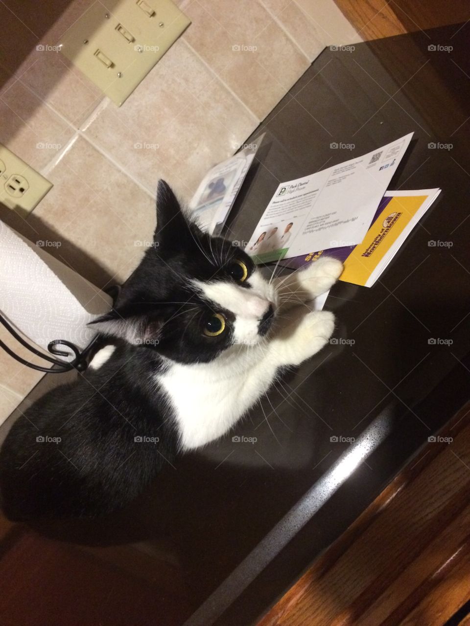 A tiny kitten in a big world.