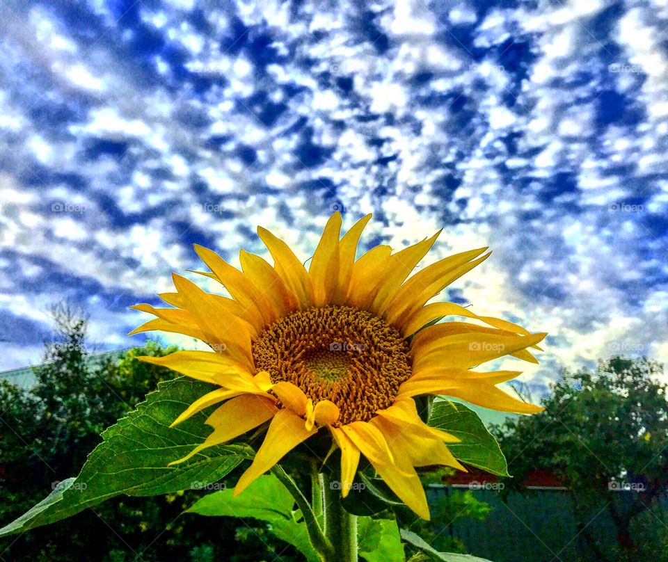 Summer Sunflower Superstar