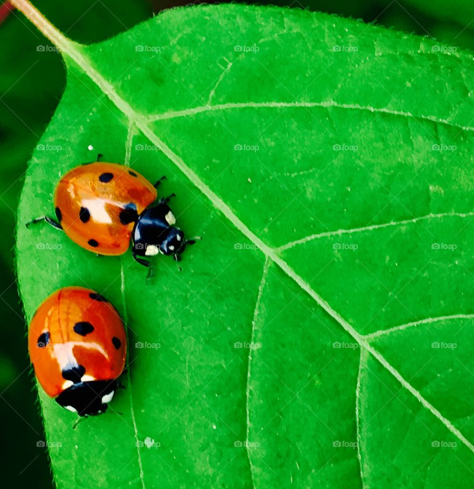 Ladybird closeup #Duo