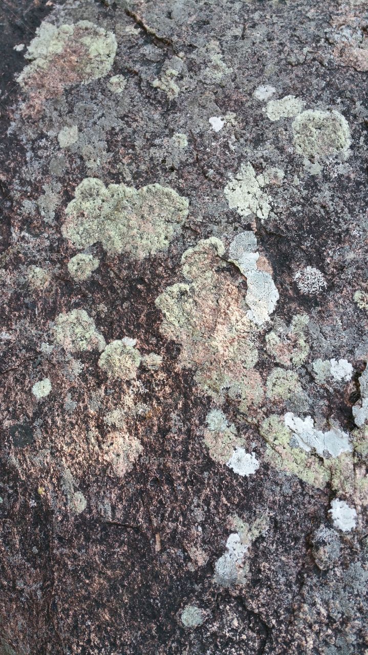Multi color moss