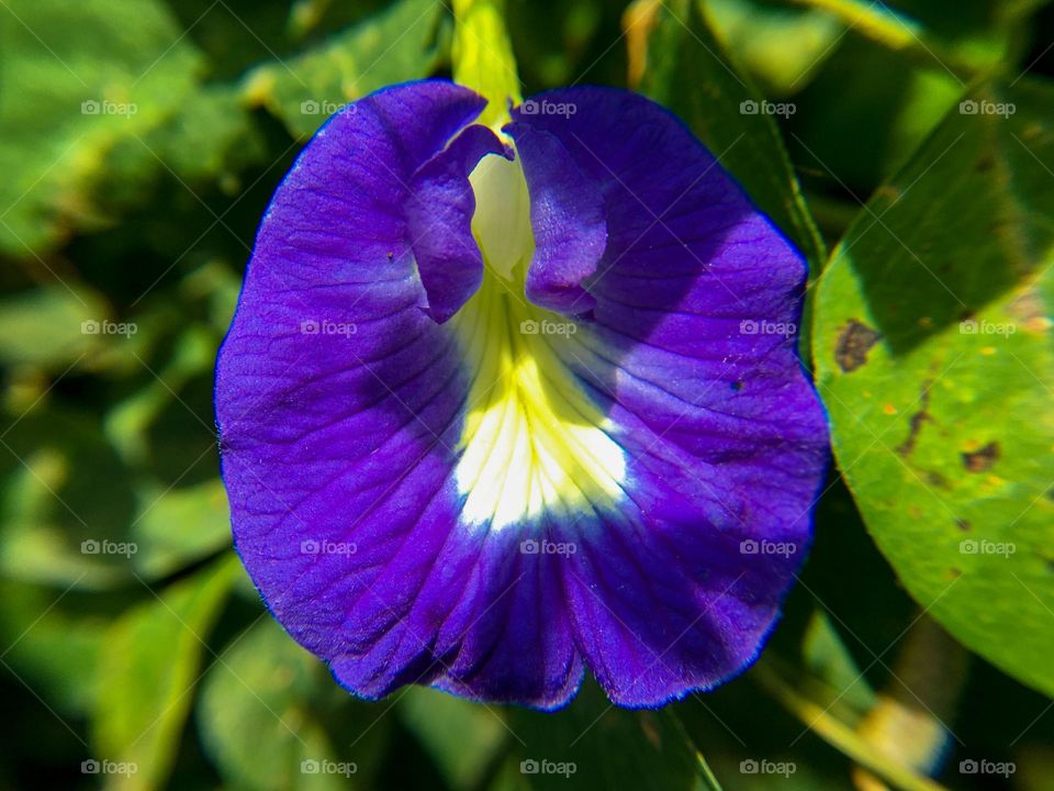 Asian pigeon wings flower 