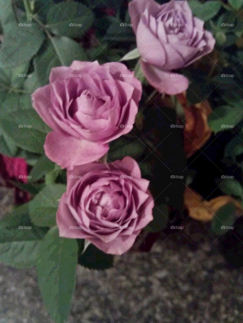 Rose, Flower, Petal, Flora, Love