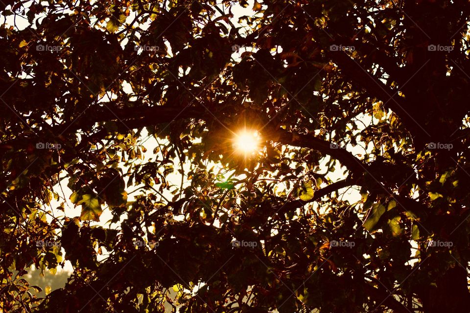 The autumn sun shining through the leaves of a large oak tree