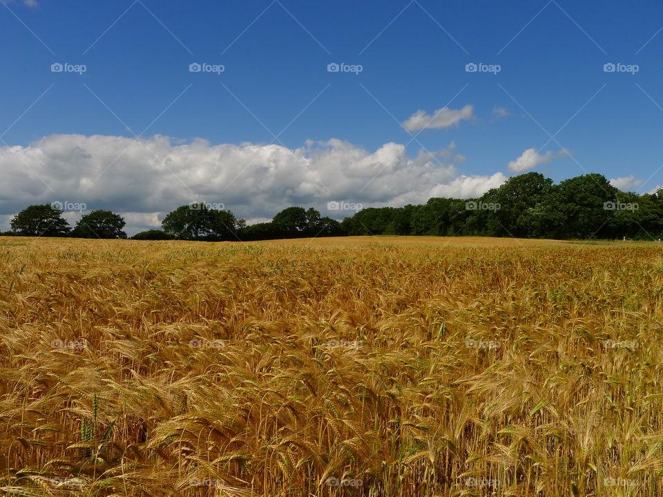 kornfeld weizen ernte sommer summer getreide