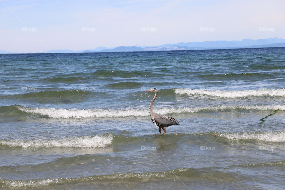 Heron in the ocean 