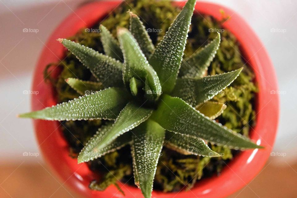 High angle view of cactus