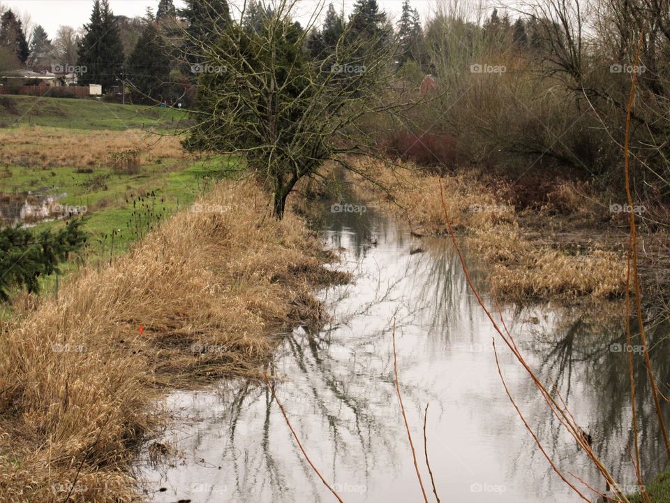 stream near flood stage