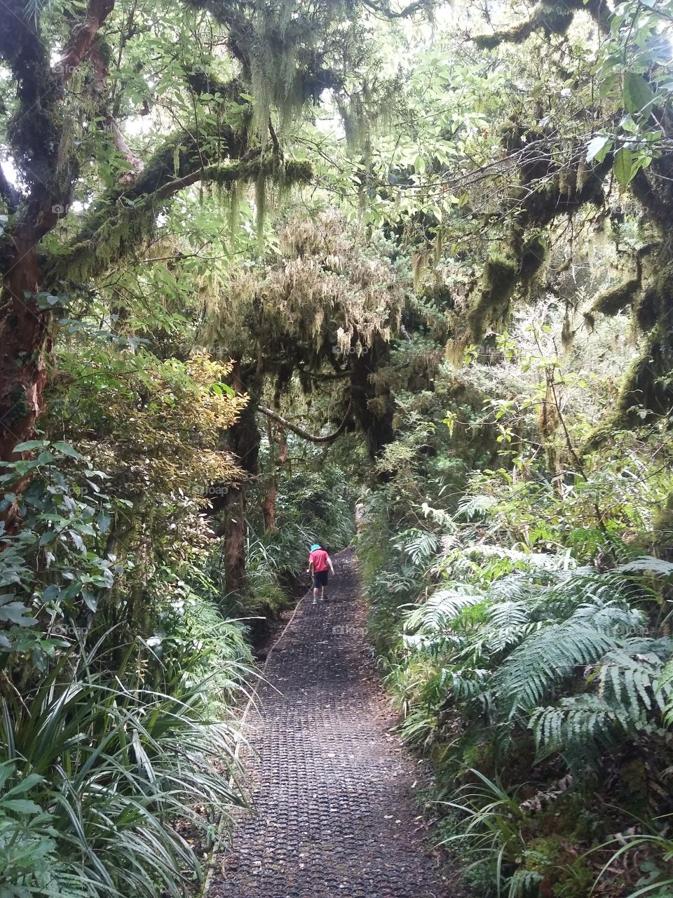 Man walking through the forest