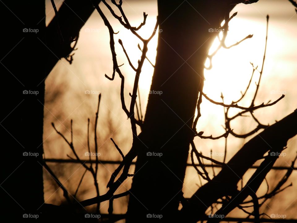 The sun rises over the neighboring houses and trees. It peeks through the branches and clouds. 