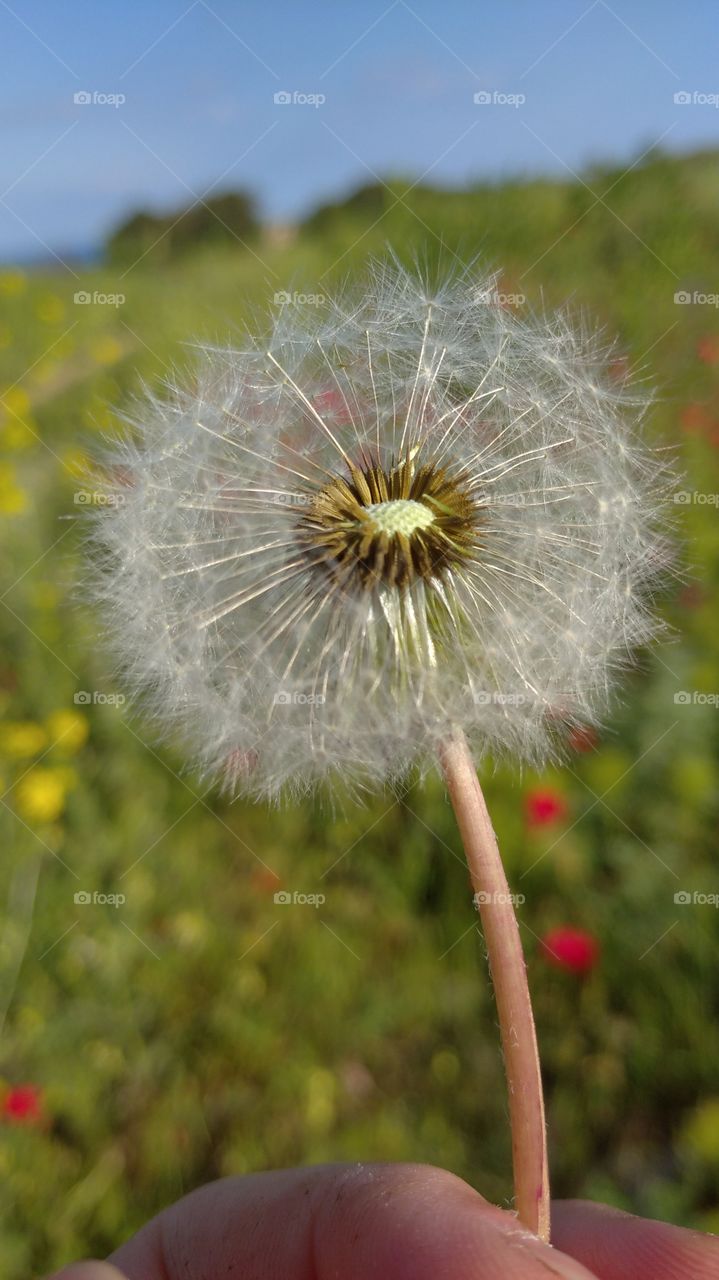 A white dandelion