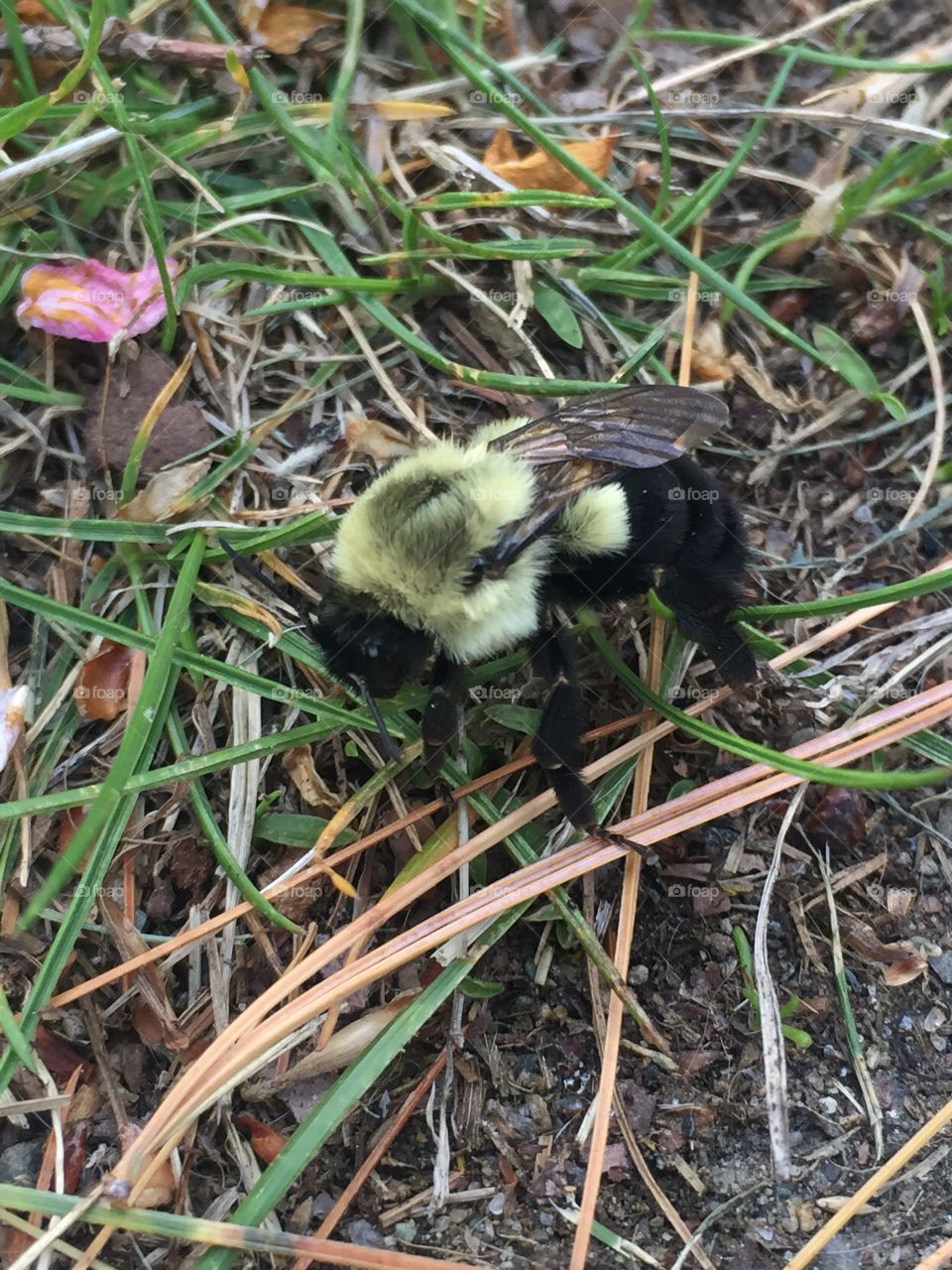 Bumble bee in grass 