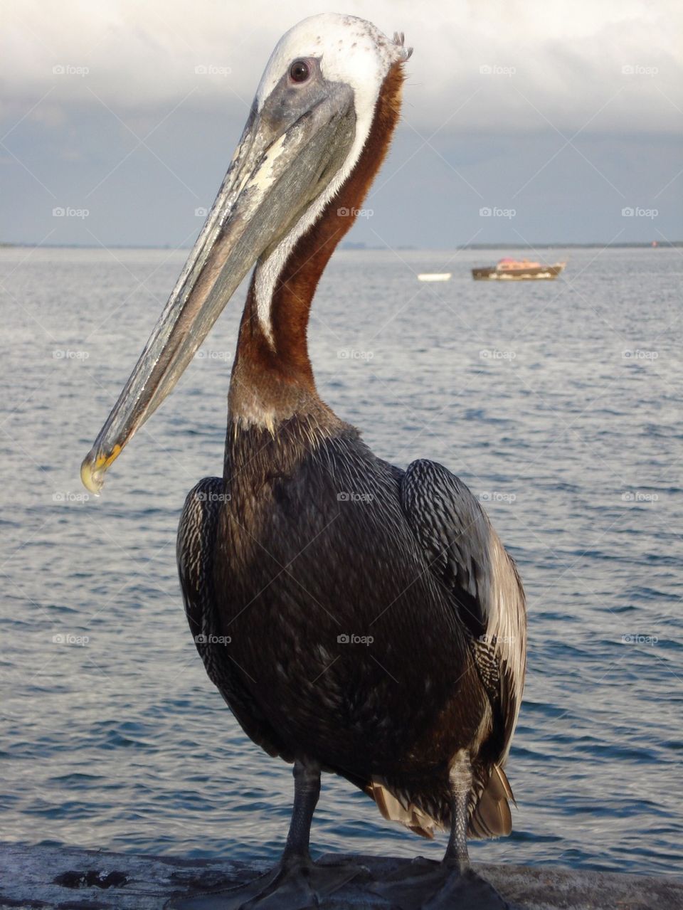 Floridian Pelican