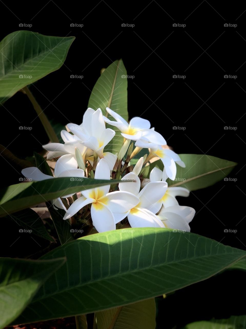 White and Yellow Plumeria Lifestyle Photography, Perfect for Framable Art, Canvas Art, Metal Art , Wall Decor, Greeting Cards Art 