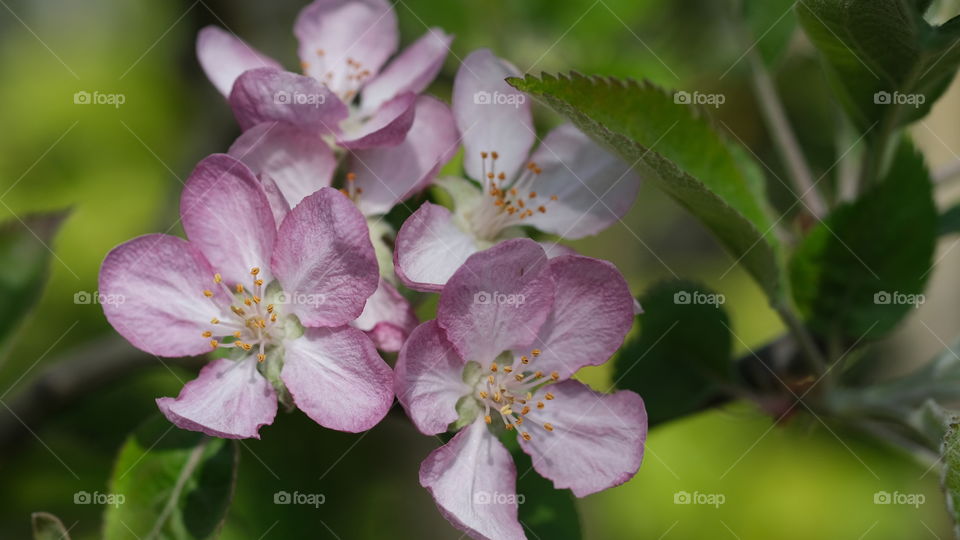 Cherry blossom, a symbol of renewal in nature.