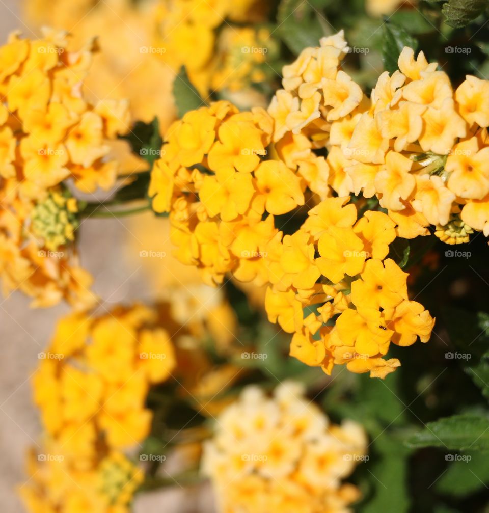 Close-up of yellow flowers