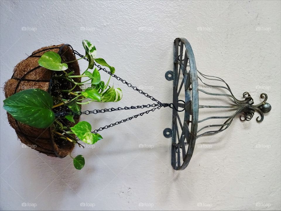 Pothos horizontal