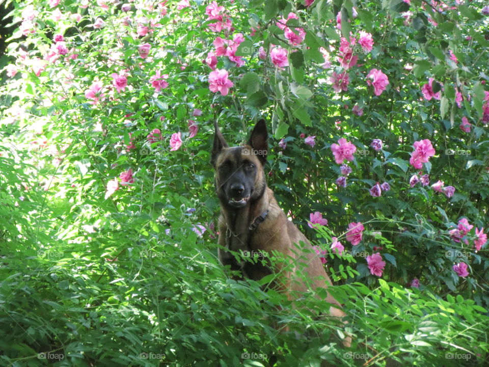 German shepherd amongst flowers.