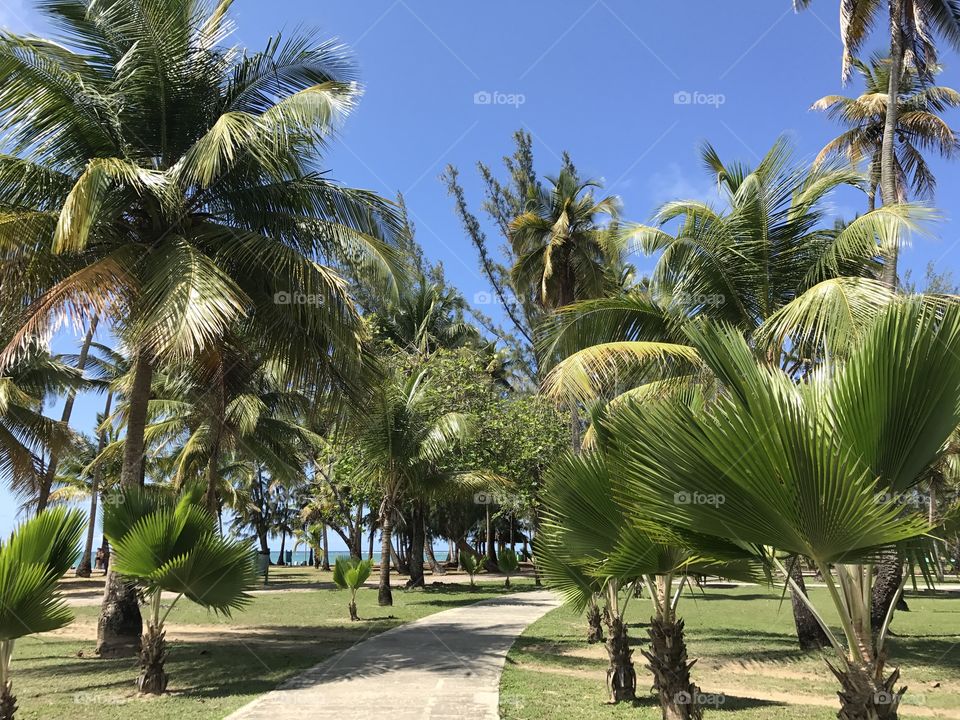 Taking a walk and picking coconuts